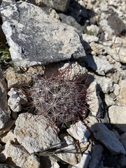 Sclerocactus polyancistrus