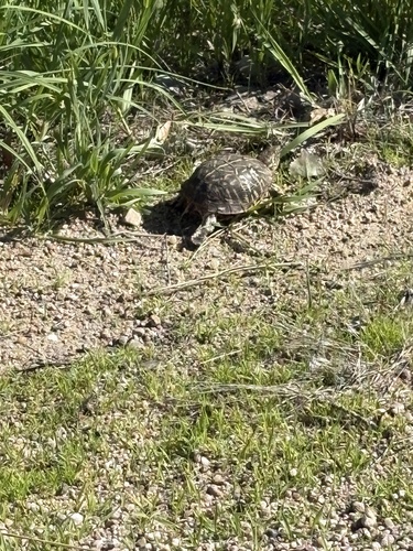 Ornate Box Turtle