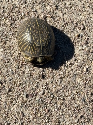 Ornate Box Turtle