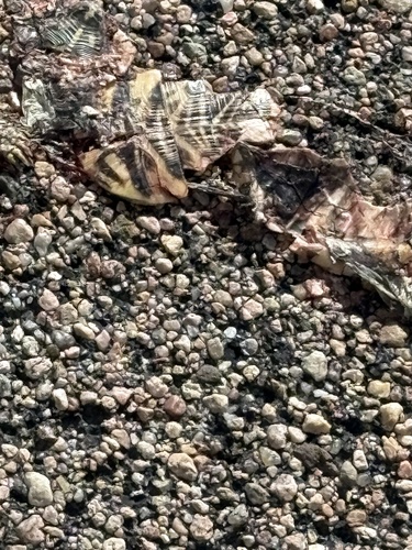 Ornate Box Turtle