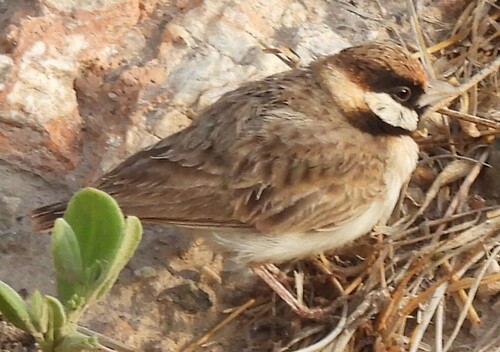 Fischer's Sparrow-Lark (Eremopterix leucopareia), photo 1