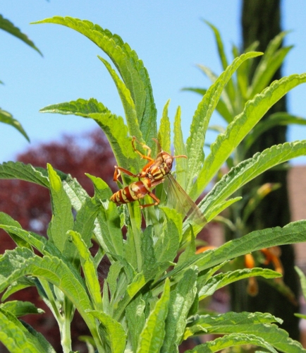 Apache Paper Wasp