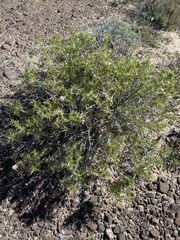Hecastocleis shockleyi