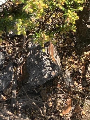 Boettger's Lizard