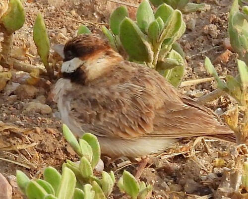 Fischer's Sparrow-Lark (Eremopterix leucopareia), photo 2