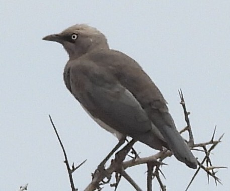 Fischer's Starling (Lamprotornis fischeri), photo 2