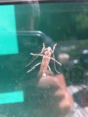 Elaphidion mucronatum