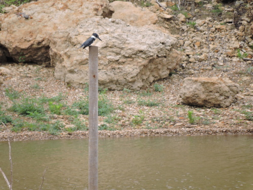 Belted Kingfisher