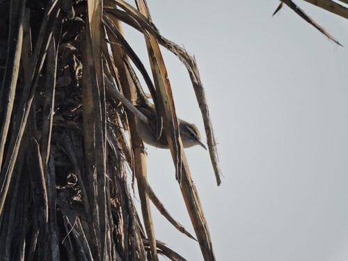 Bewick's Wren