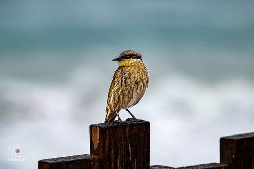 Singing Honeyeater