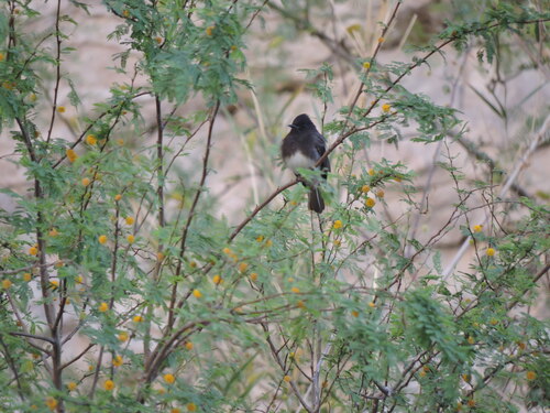 Black Phoebe