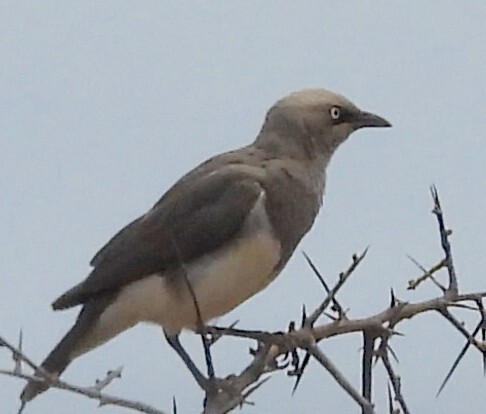 Fischer's Starling (Lamprotornis fischeri), photo 3