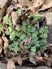 Sedum glaucophyllum