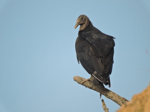 Black Vulture