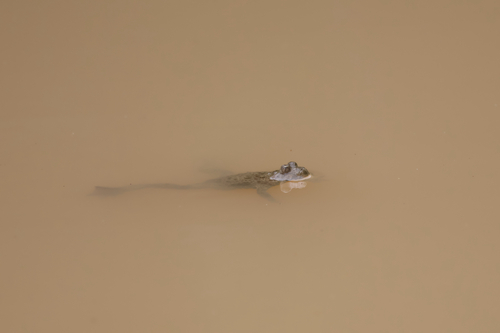 Yellow-bellied Toad