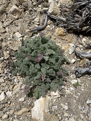 Cymopterus aboriginum