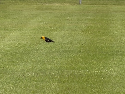 Yellow-headed Blackbird