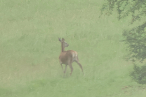 Red Deer