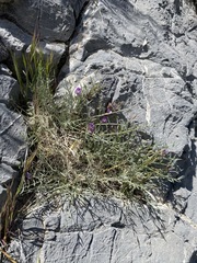 Astragalus panamintensis