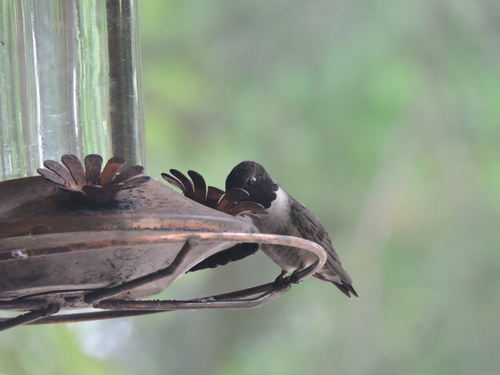 Black-chinned Hummingbird