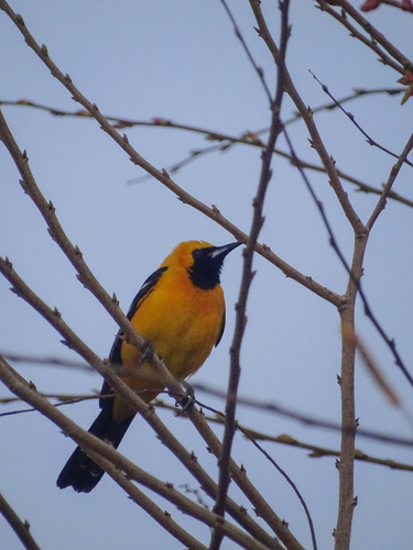 Hooded Oriole
