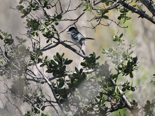 Black-tailed Gnatcatcher
