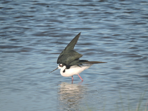 Black-necked Stilt