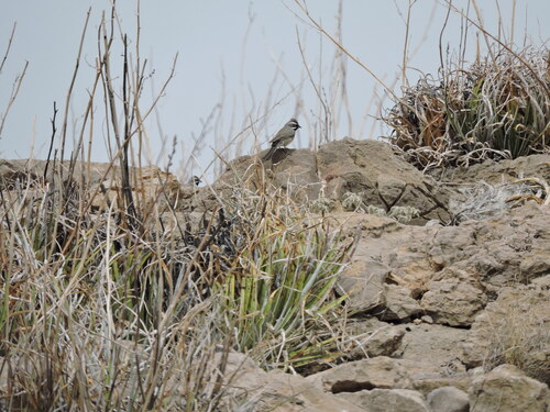 Black-throated Sparrow