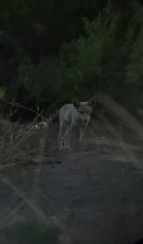 Coyote
