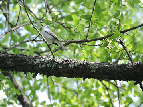 Blue-gray Gnatcatcher