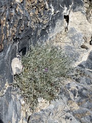 Astragalus panamintensis