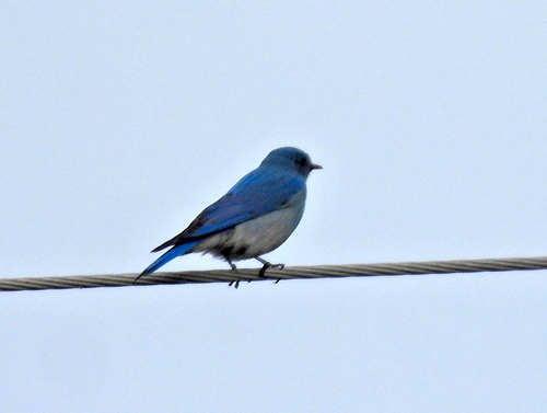 Mountain Bluebird