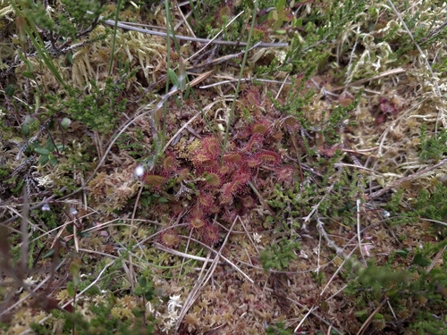 round-leaved sundew