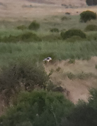 White-tailed Kite