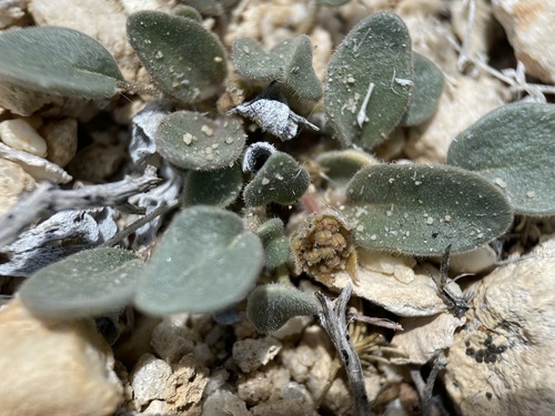 Dwarf sand verbena (Abronia nana)