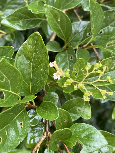Premna microphylla, photograph 1