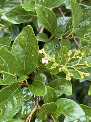 Premna microphylla
