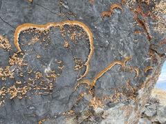 Xanthomendoza trachyphylla