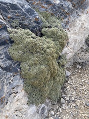 Petrophytum caespitosum caespitosum