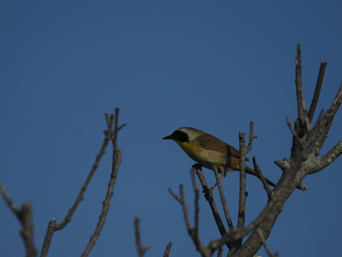 Common Yellowthroat