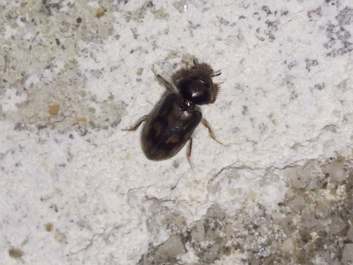 Heterocerus fenestratus