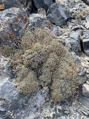 Petrophytum caespitosum caespitosum