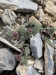 Cymopterus aboriginum