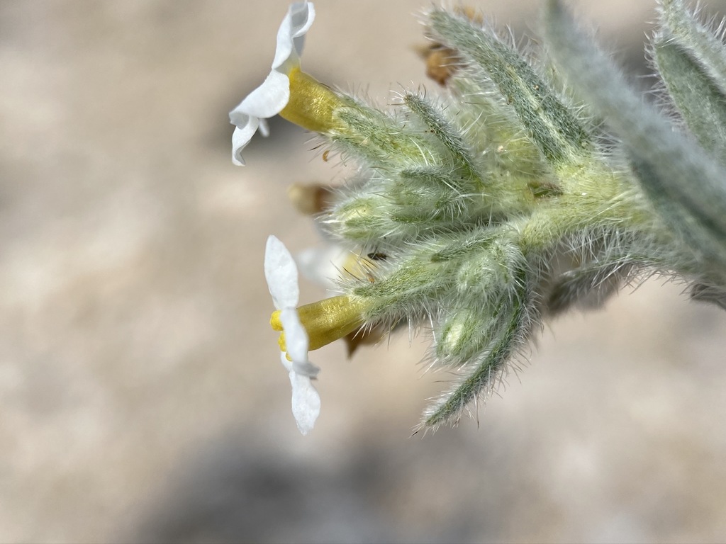 Yellow-eyed Cryptantha