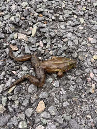 American Bullfrog