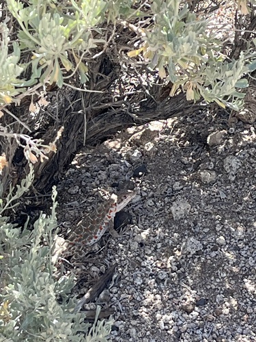 iNaturalist observation photo of Long-nosed Leopard Lizard