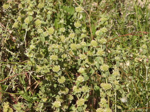 White Horehound