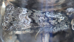 Annaphila decia