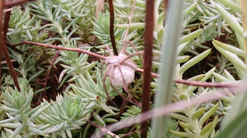 European Nursery Web spider