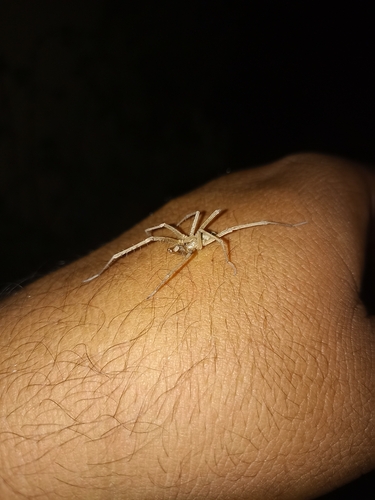 Araña de patio